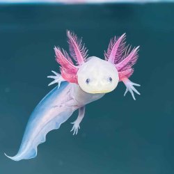 hehe axolotl goober Meme Template