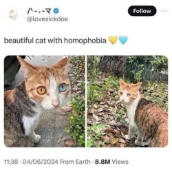 Beautiful cat with homophobia Meme Template