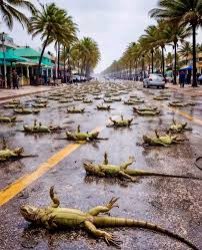 the iguana apocalypse Meme Template