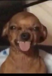 funny-dog-tongue Meme Template