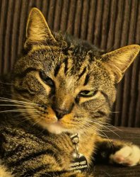 Turdle Meme Template