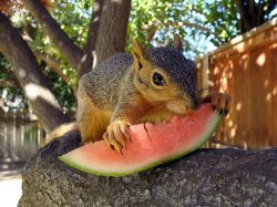 Skwerel joy Meme Template