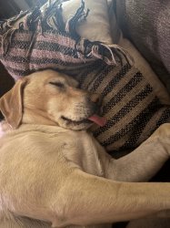 Dog Sleep Tongue Meme Template