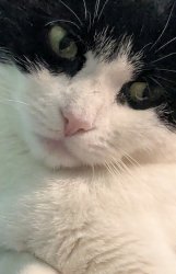 Cat cookie Meme Template