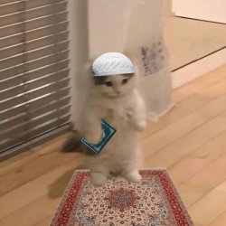 Muslim cat Meme Template