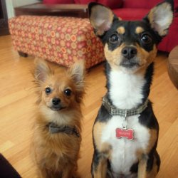 Chrisjoines1 Meme Template