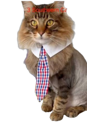 Tigger the cat Meme Template