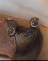 Conch of Concern Meme Template