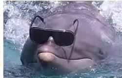 Awesome Dolphin Meme Template