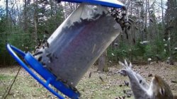 Bird Feeder Squirrel Meme Template