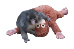 Punch the Monkey Meme Template
