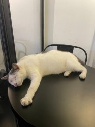 Sleeping cat Meme Template