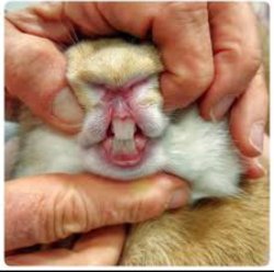 Gigi N.A.U.F.A.L Meme Template