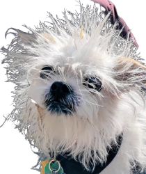 Dog bed head Meme Template