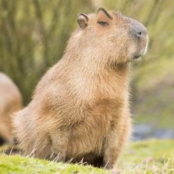 Judging capybara Meme Template