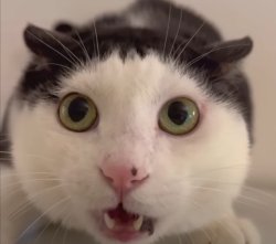 shocked cat Meme Template