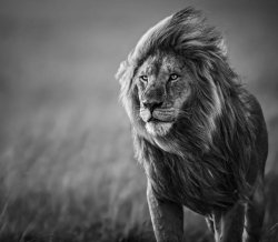 Lion ready for battle Meme Template