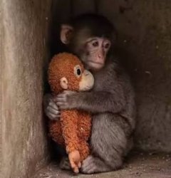 Punch the monkey Meme Template