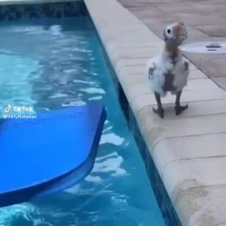 aquaphobic parrot Meme Template