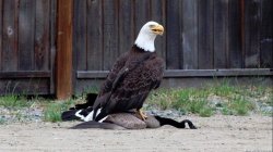 Bald eagle feasting in Canadian goose Meme Template