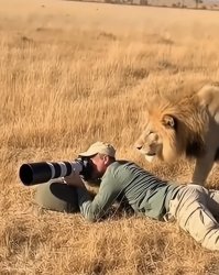 Lion photographer Meme Template