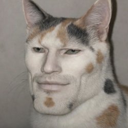 Wink the Cat Meme Template