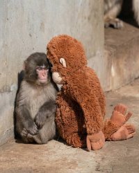 Punch the monkey Meme Template