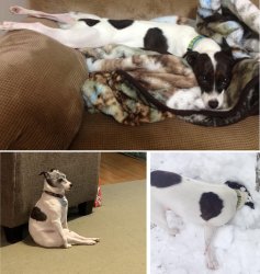 Weirdo Doggo Meme Template