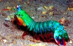 Ludo the Mantis Shrimp Meme Template