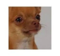 Sad Dog Meme Template