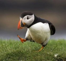 Angry Puffin Meme Template