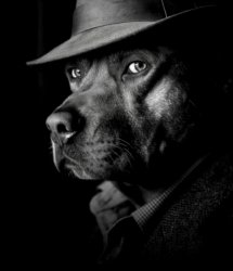 dawg... Meme Template