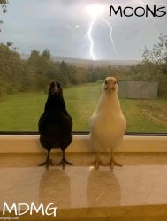 mdmg n moons shared temp Meme Template