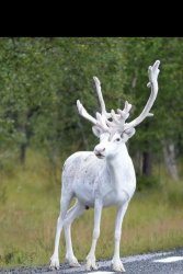 Reindeer Meme Template