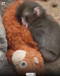 punch the monkey Meme Template