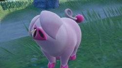 Shiry Piggy Meme Template