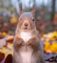 Squirrel Meme Template