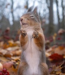 Squirrel Meme Template