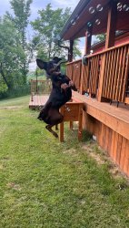 Excited dog Meme Template