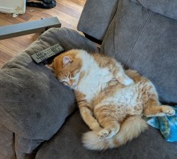 Cat sitting like human Meme Template