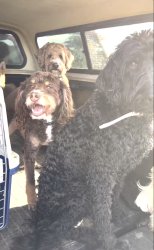 bad dog Meme Template