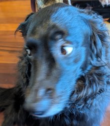 Worried dog Meme Template