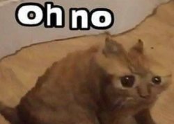 oh no cat Meme Template