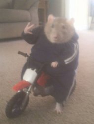 rat bike Meme Template