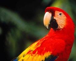 Red parrot Meme Template