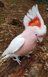 White parrot Meme Template