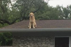 Chrisjoines1 Meme Template