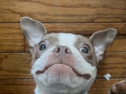 Boston terrier Meme Template