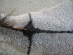 Cross on a donkey's back Meme Template