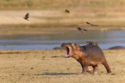 Hippo Birdie Meme Template